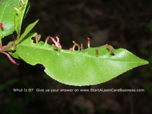 what is growing on this leaf?