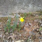 daffodil_blooming