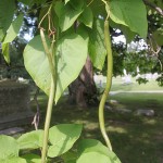 Bean growing on a tree?