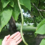 String Bean Growing on a Tree?
