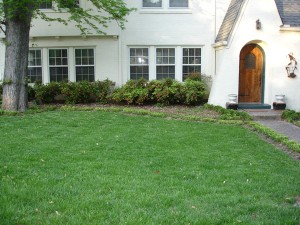 A healthy lawn and green grass