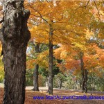 leaves_autumn_lawn_care
