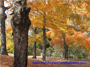 leaf raking business - November 2012