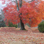 Leaf_Raking_2013