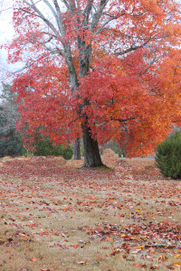 Leaf raking make money